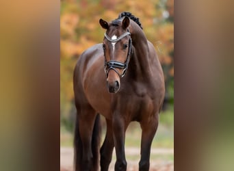 KWPN, Stute, 3 Jahre, 163 cm, Brauner