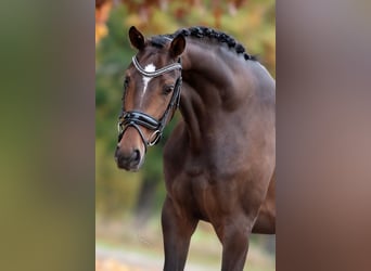 KWPN, Stute, 3 Jahre, 163 cm, Brauner