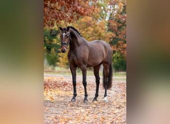 KWPN, Stute, 3 Jahre, 163 cm, Brauner