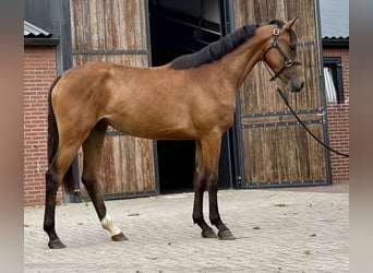 KWPN, Stute, 3 Jahre, 163 cm, Brauner