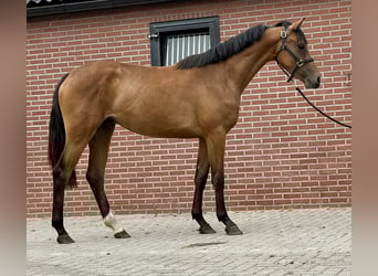 KWPN, Stute, 3 Jahre, 163 cm, Brauner