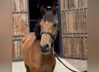 KWPN, Stute, 3 Jahre, 163 cm, Brauner