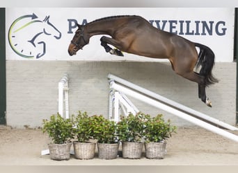 KWPN, Stute, 3 Jahre, 163 cm, Brauner