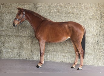 KWPN, Stute, 3 Jahre, 163 cm, Dunkelfuchs