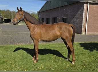 KWPN, Stute, 3 Jahre, 163 cm, Fuchs