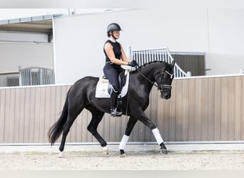 KWPN, Stute, 3 Jahre, 163 cm, Rappe
