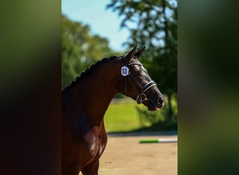 KWPN, Stute, 3 Jahre, 163 cm, Rappe