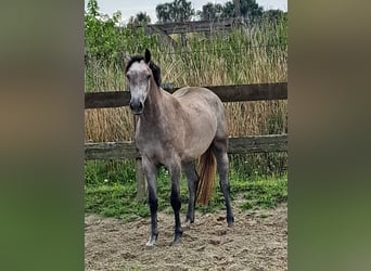 KWPN, Stute, 3 Jahre, 163 cm, Schimmel
