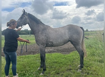 KWPN, Stute, 3 Jahre, 163 cm, Schimmel