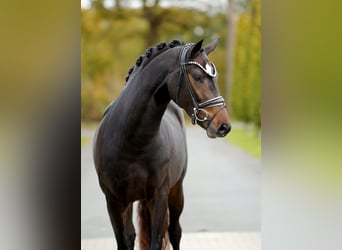 KWPN, Stute, 3 Jahre, 163 cm, Schwarzbrauner