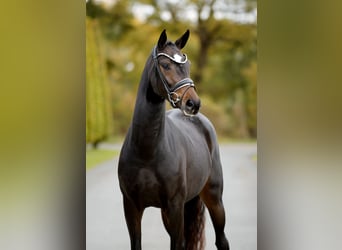 KWPN, Stute, 3 Jahre, 163 cm, Schwarzbrauner