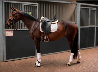 KWPN, Stute, 3 Jahre, 164 cm, Brauner