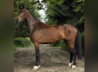 KWPN, Stute, 3 Jahre, 164 cm, Brauner