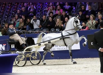 KWPN, Stute, 3 Jahre, 164 cm, Brauner