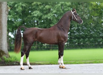 KWPN, Stute, 3 Jahre, 164 cm, Brauner