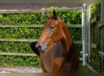 KWPN, Stute, 3 Jahre, 164 cm, Brauner