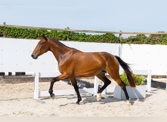 KWPN, Stute, 3 Jahre, 164 cm, Brauner