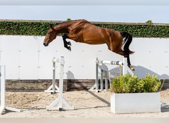 KWPN, Stute, 3 Jahre, 164 cm, Brauner