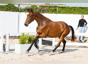 KWPN, Stute, 3 Jahre, 164 cm, Brauner