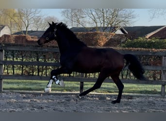 KWPN, Stute, 3 Jahre, 164 cm, Dunkelbrauner