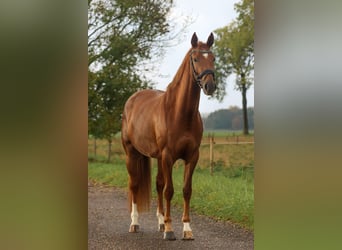 KWPN, Stute, 3 Jahre, 164 cm, Fuchs