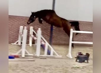 KWPN, Stute, 3 Jahre, 164 cm, Rotbrauner