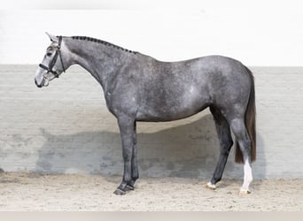 KWPN, Stute, 3 Jahre, 164 cm, Schimmel