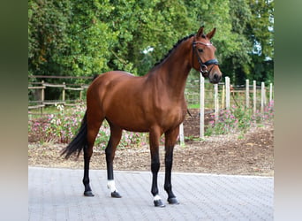 KWPN, Stute, 3 Jahre, 165 cm, Brauner