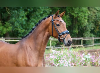 KWPN, Stute, 3 Jahre, 165 cm, Brauner