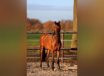 KWPN, Stute, 3 Jahre, 165 cm, Brauner