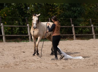 KWPN, Stute, 3 Jahre, 165 cm, Buckskin