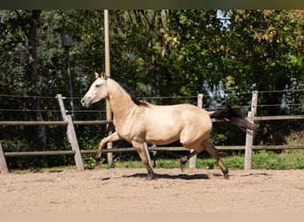 KWPN, Stute, 3 Jahre, 165 cm, Buckskin