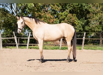 KWPN, Stute, 3 Jahre, 165 cm, Buckskin