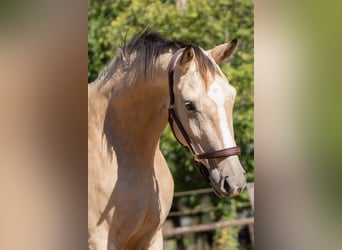 KWPN, Stute, 3 Jahre, 165 cm, Buckskin