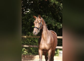 KWPN, Stute, 3 Jahre, 165 cm, Dunkelbrauner