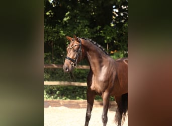 KWPN, Stute, 3 Jahre, 165 cm, Dunkelbrauner
