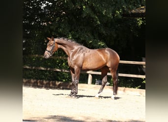 KWPN, Stute, 3 Jahre, 165 cm, Dunkelbrauner