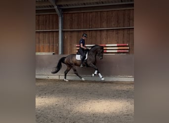 KWPN, Stute, 3 Jahre, 165 cm, Dunkelbrauner