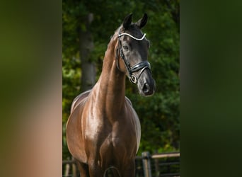 KWPN, Stute, 3 Jahre, 165 cm, Dunkelbrauner