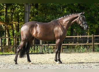 KWPN, Stute, 3 Jahre, 165 cm, Dunkelbrauner