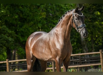 KWPN, Stute, 3 Jahre, 165 cm, Dunkelbrauner