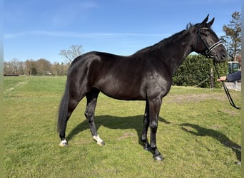 KWPN, Stute, 3 Jahre, 165 cm, Dunkelbrauner