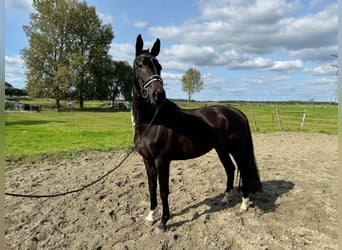 KWPN, Stute, 3 Jahre, 165 cm, Dunkelbrauner