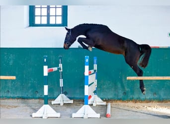 KWPN, Stute, 3 Jahre, 165 cm, Dunkelbrauner