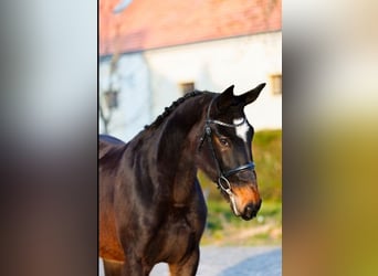KWPN, Stute, 3 Jahre, 165 cm, Dunkelbrauner