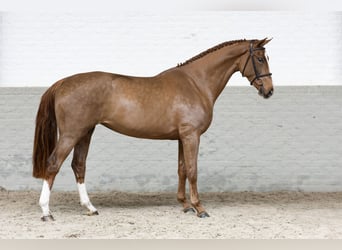 KWPN, Stute, 3 Jahre, 165 cm, Fuchs