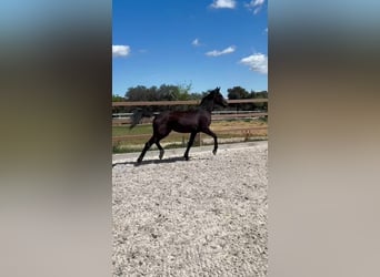 KWPN, Stute, 3 Jahre, 165 cm, Rappe