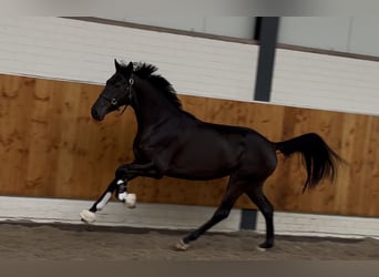 KWPN, Stute, 3 Jahre, 165 cm, Rappe