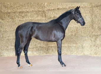 KWPN, Stute, 3 Jahre, 165 cm, Rappe