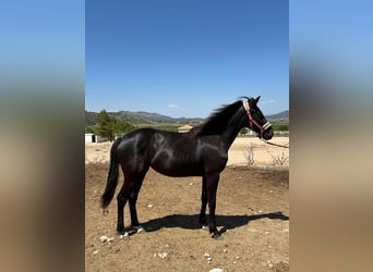 KWPN, Stute, 3 Jahre, 165 cm, Rappe